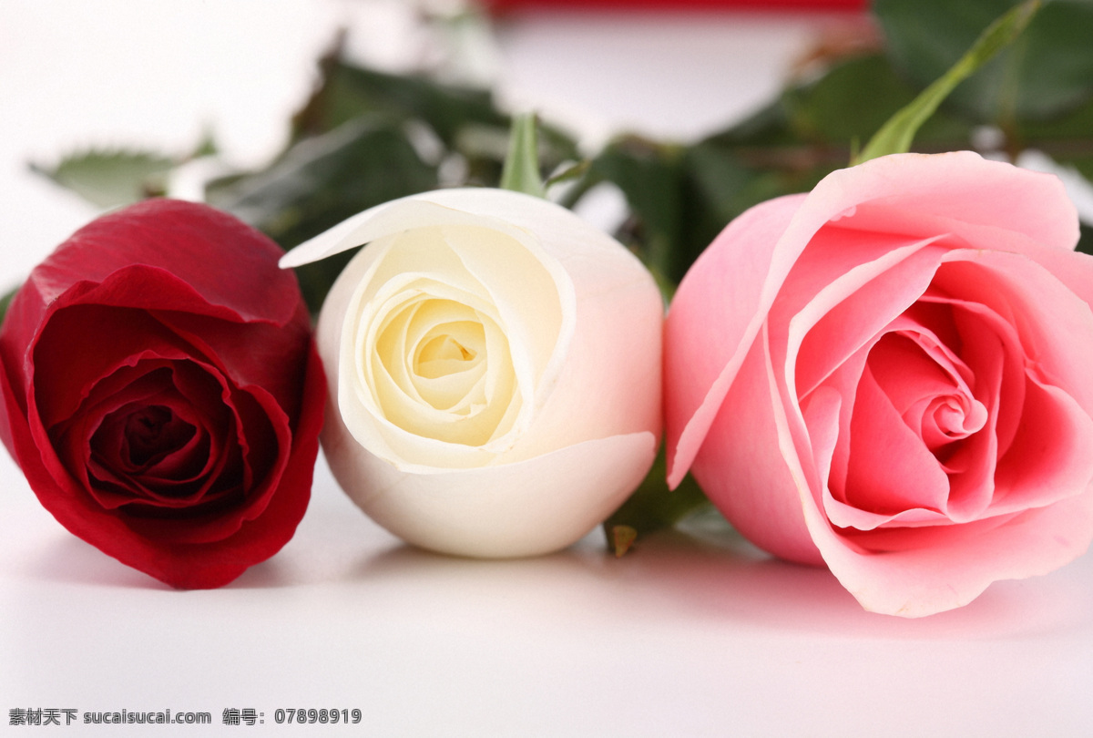 唯美 红玫瑰 花 白玫瑰 粉玫瑰 玫瑰花 美丽鲜花