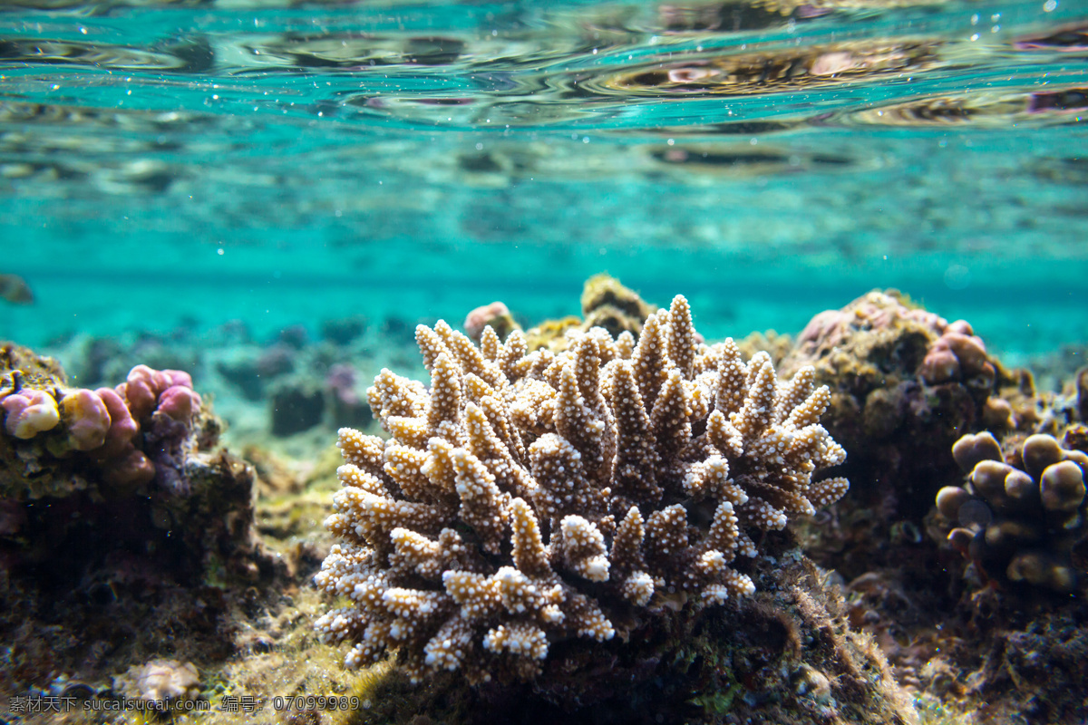 美丽 海底 珊瑚 鱼类动物 海底动物 海底世界 海水 海洋 深海 鱼群 海洋海边 自然景观 黑色