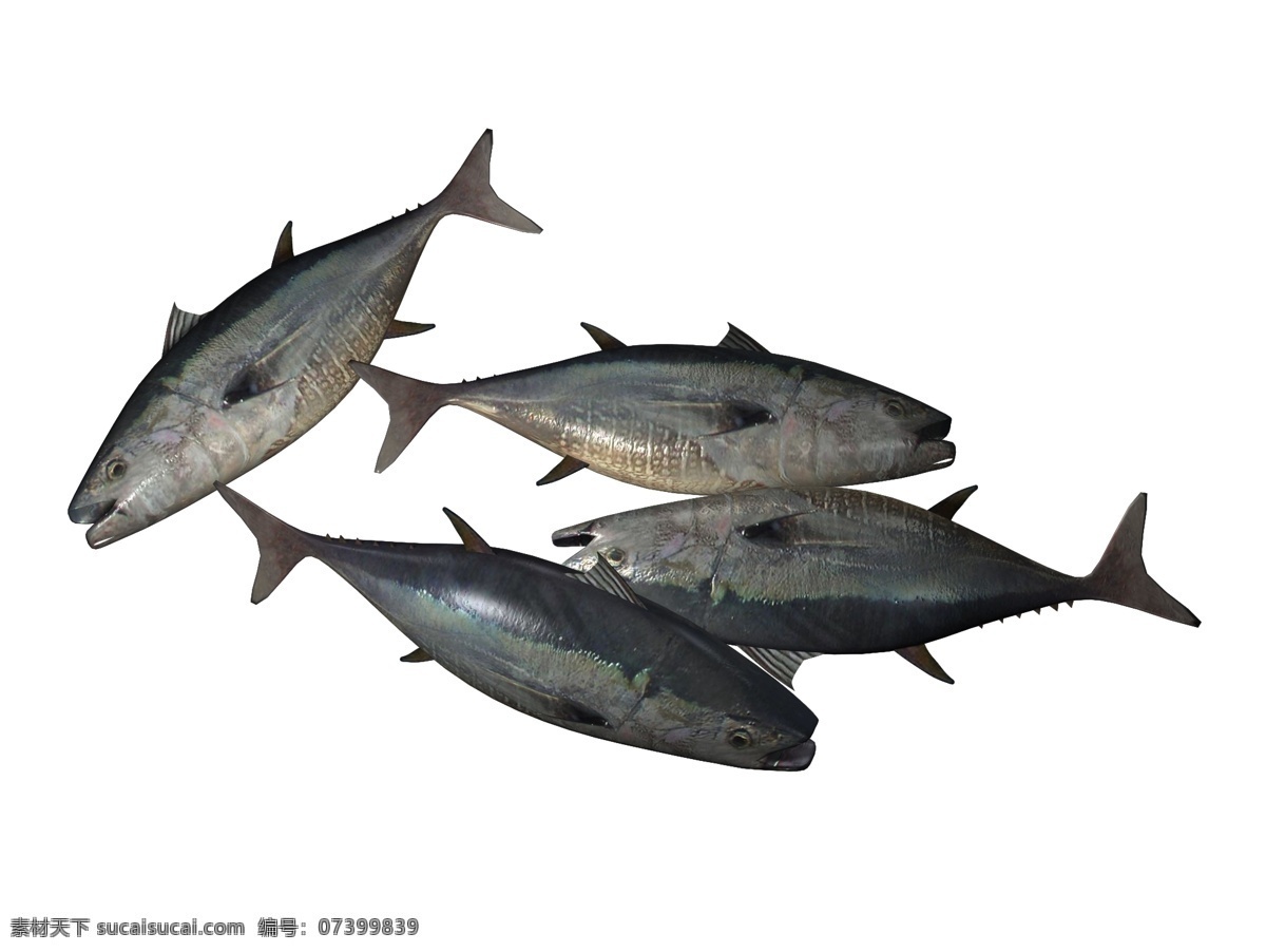 厨房 食 材 美味 海鱼 厨房食材 鱼类 鱼肉食品 鲜美 海鲜 食材 烹饪食材 深海鱼类 市场鱼类