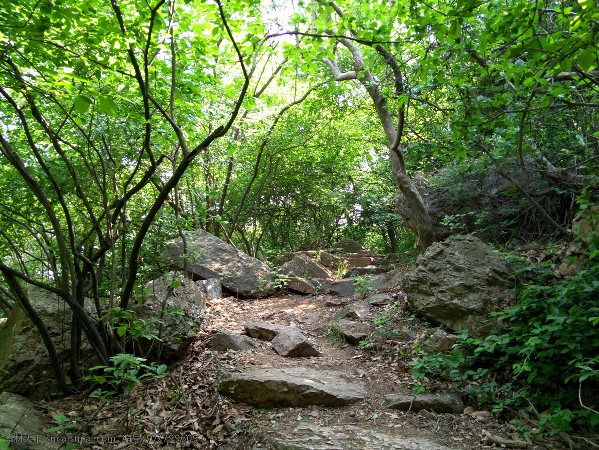 紫金山之春 紫金山 南京 登山小路 春天 春色 自然风光 自然景观 山水风景