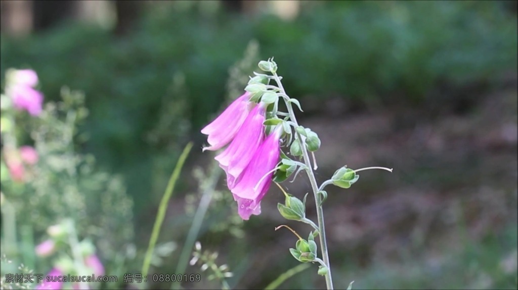 视频背景 实拍视频 视频 视频素材 视频模版 花卉 特写 花卉视频