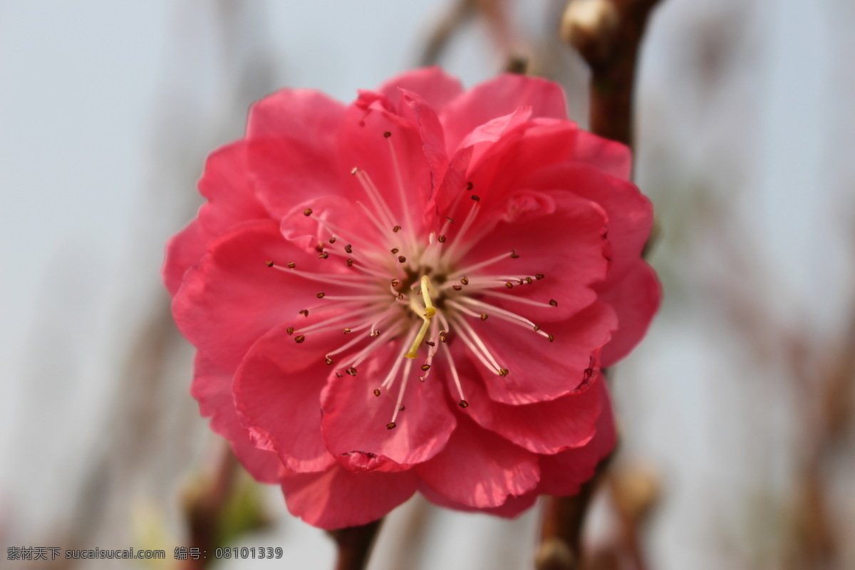 桃花 春天 美丽 花朵 花园 开花 芳香 桃红 小乔木 蔷薇 花草 桃花园 微距摄影 桃花运 鲜花 生物世界 花瓣 红色
