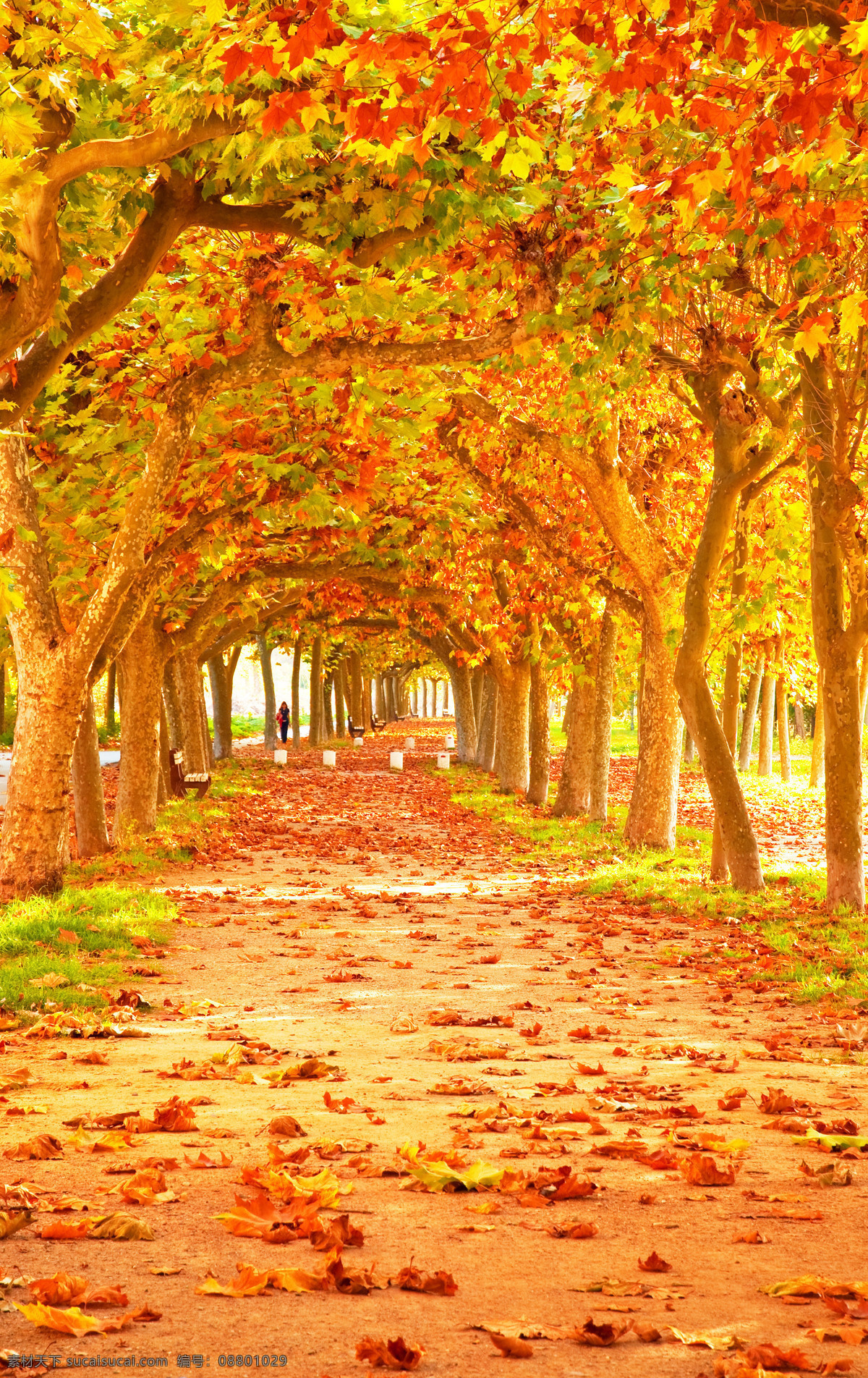 金色落叶 秋天 落叶 林间小道 小路 金花色的树叶 自然风景 自然景观 黄色