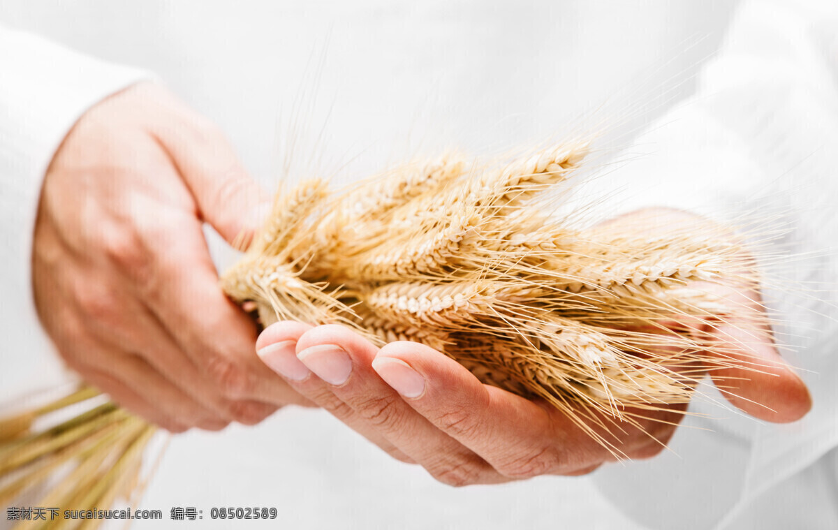 蛋糕师 手拿小麦 手捧小麦 成熟小麦 麦子收割 金色麦田 金色小麦 麦子成熟 北方粮食 小麦 作物 谷物 农作物 庄稼 五谷杂粮 粗粮小麦 烘焙 羊角包 牛角包 点心 甜点 点心西餐 法棒 法式面包 经典面包 西式美食 西式面包 法国面包 面包 麦芽 西餐 食物 面粉 粗粮面包 小麦面包 全麦面包 餐饮美食 食物原料