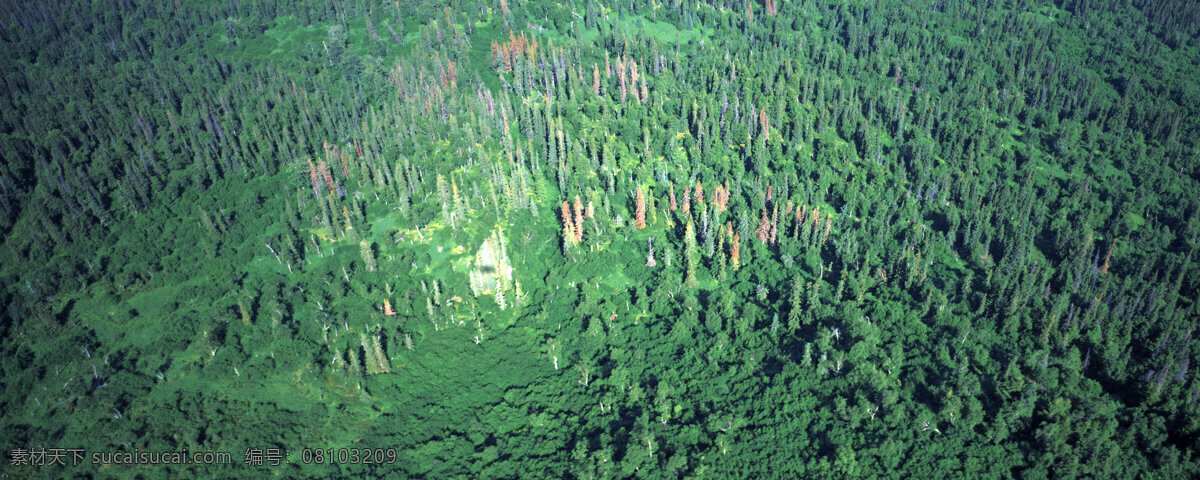 森林俯瞰图 巨幅 高空拍摄 绿色 森林 山崖 自然风景 自然景观