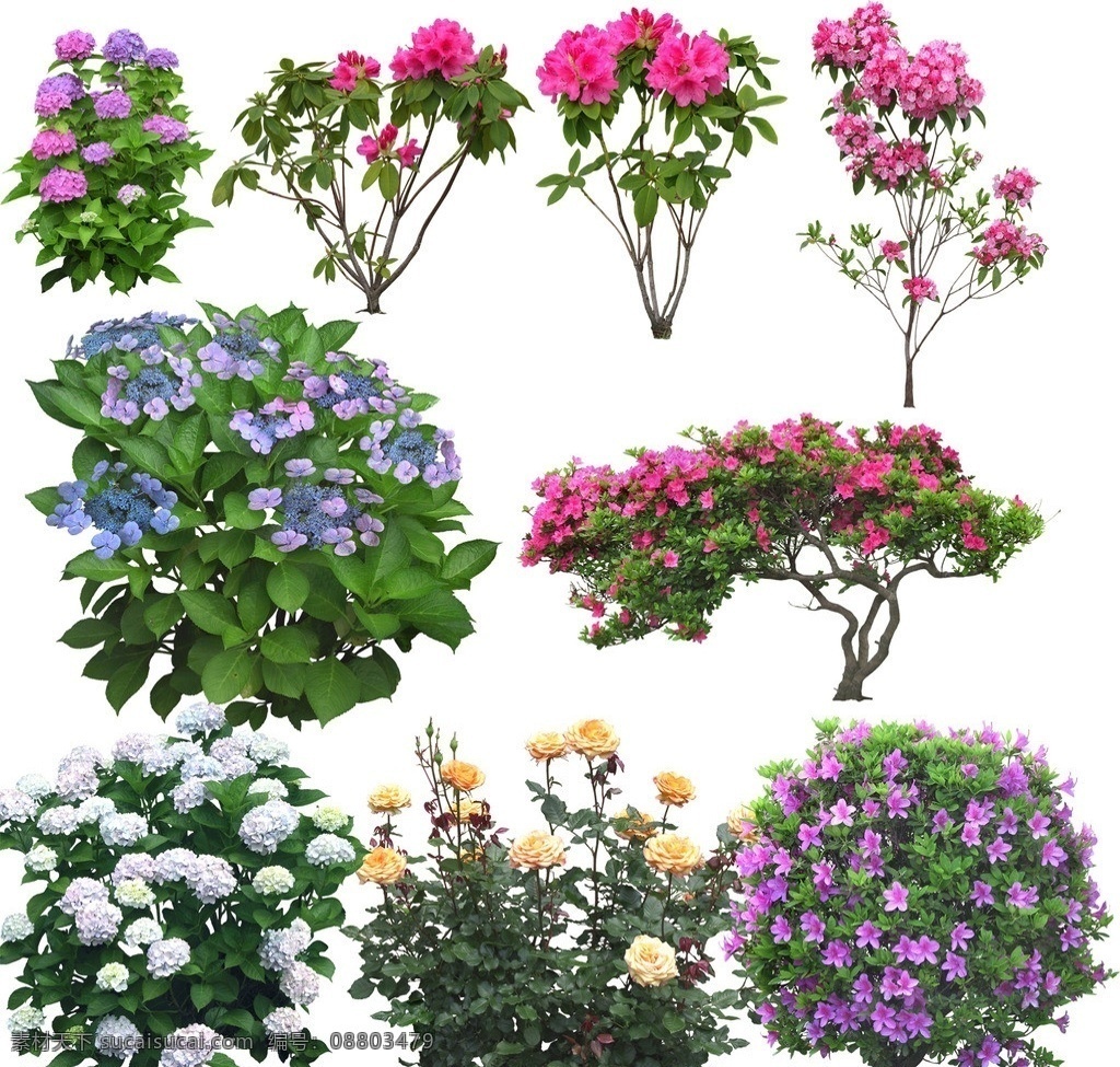 灌木 花 分层 园林素材 植物 源文件