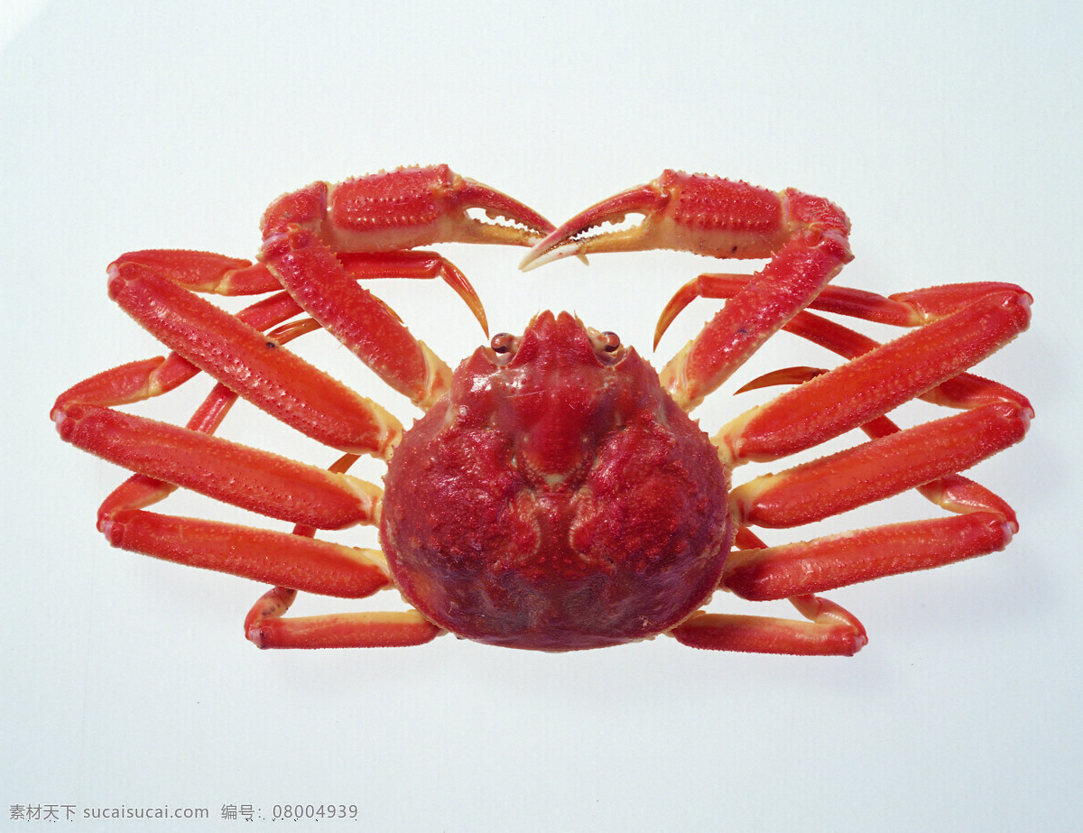 红螃蟹 祗 白色