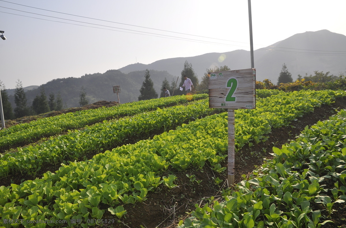 菜园 绿色蔬菜 蔬菜 田园风光 自然景观 时令蔬菜 山上的蔬菜 风景 生活 旅游餐饮