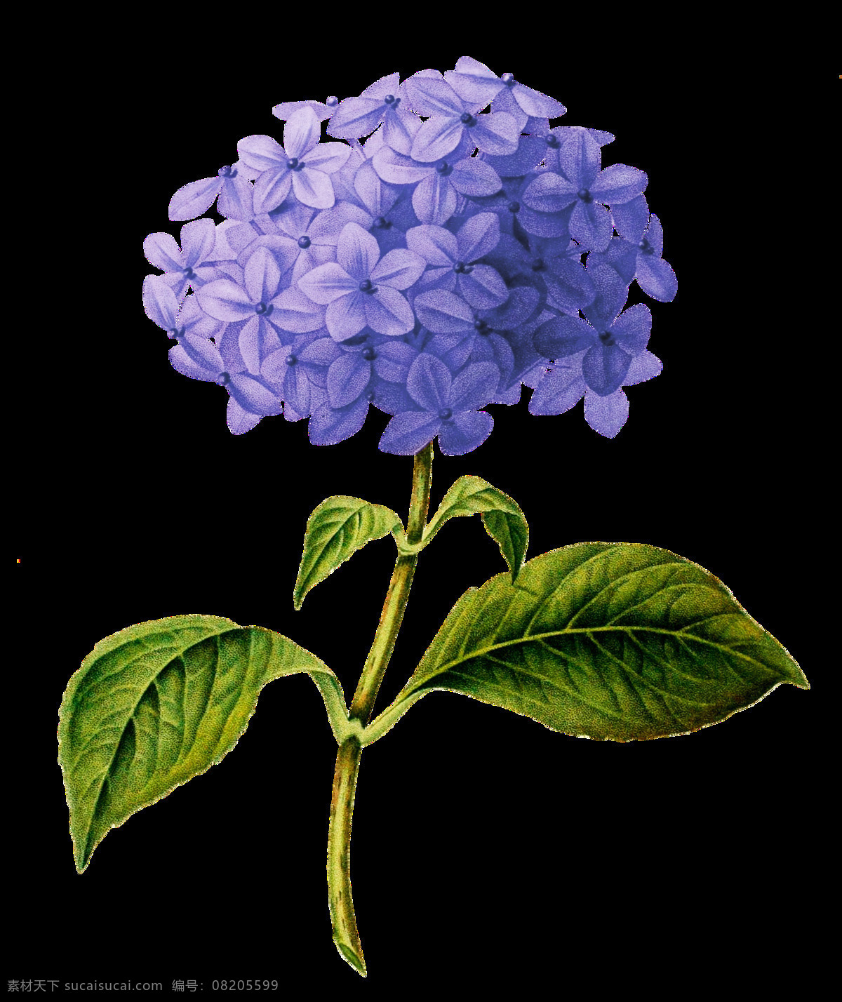 手绘 卡通 丁香花 透明 紫色 生动 栩栩如生 绿色 免扣素材 装饰图案