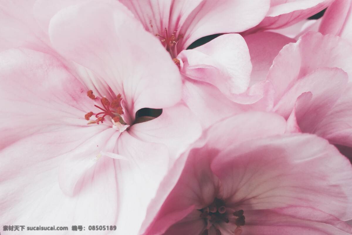 花卉图片 花卉 花朵 花瓣 鲜艳 艳丽 花叶 花蕊 色彩斑斓 鲜花 绿植 芬芳 植物 生物世界 花草