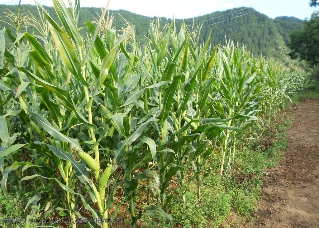 玉米 玉米地 绿色玉米地 植物 玉米植物 生活百科 自然景观 田园风光