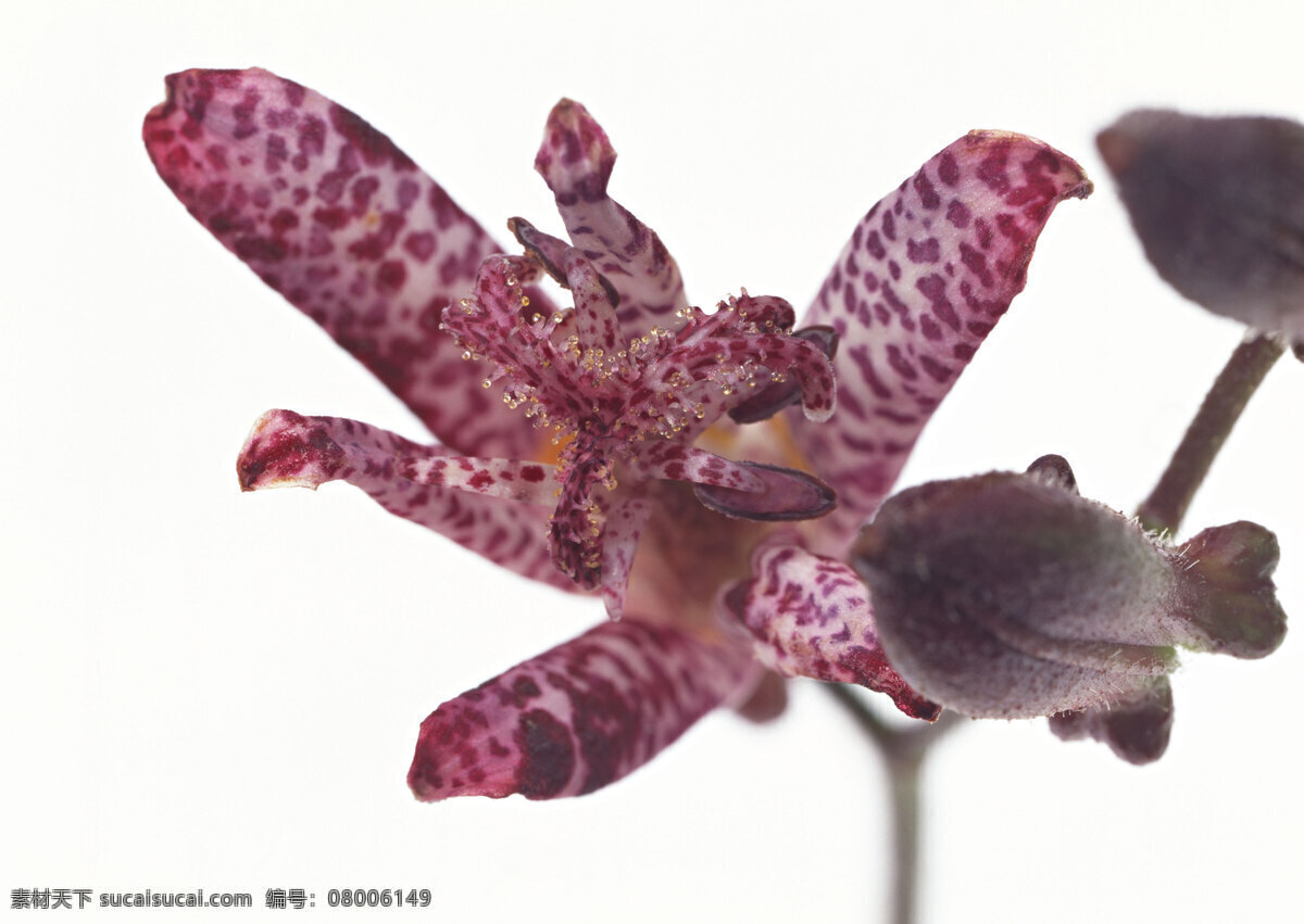 高清 花卉 图 生物世界