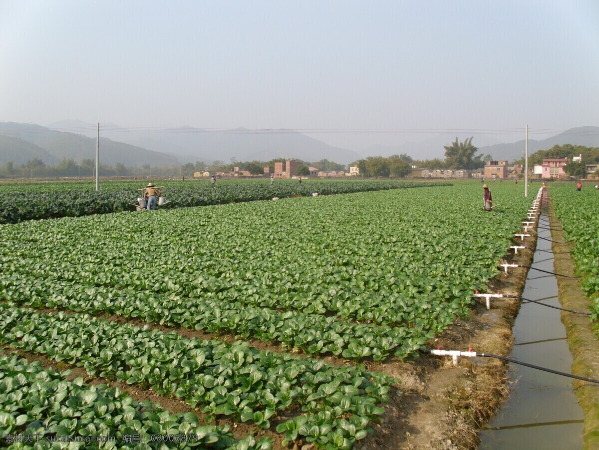 蔬菜 基地 喷 淋 系统 种植 自动 自动喷淋 蔬菜种植 蔬菜基地 蔬菜灌溉 生物世界