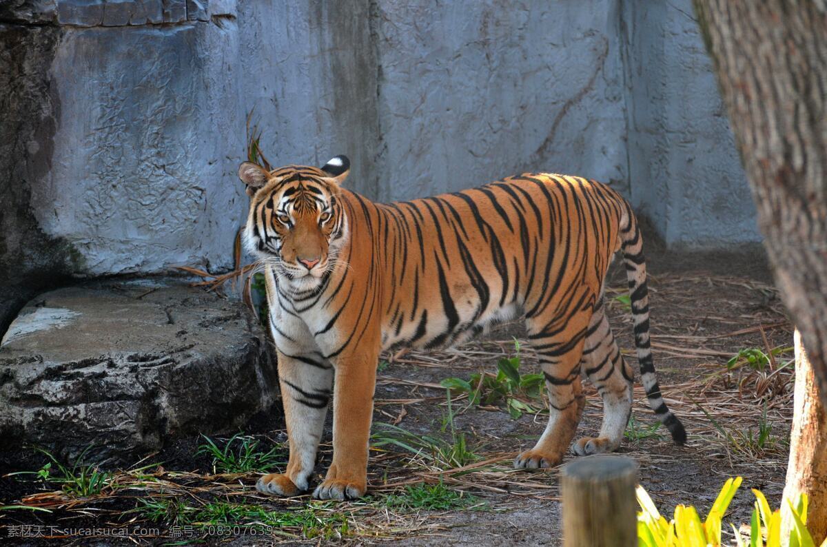 老虎 百兽之王 动物世界 东北虎 非人工驯养 野生动物 濒危野生动物 生物世界