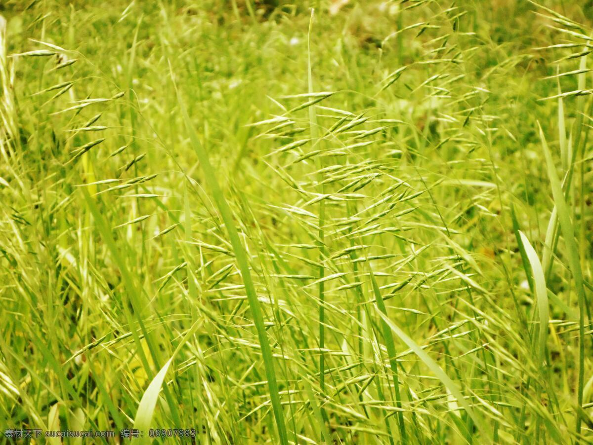 莜麦 野草 绿色 微距 油麦 玉麦 铃铛麦 花草 生物世界