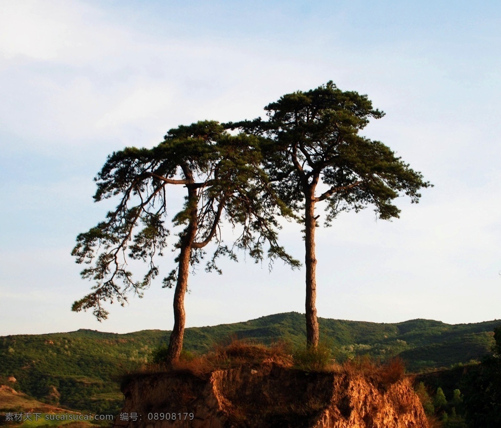 树木风景 树木 云 两棵树 天空 自然风景 自然景观
