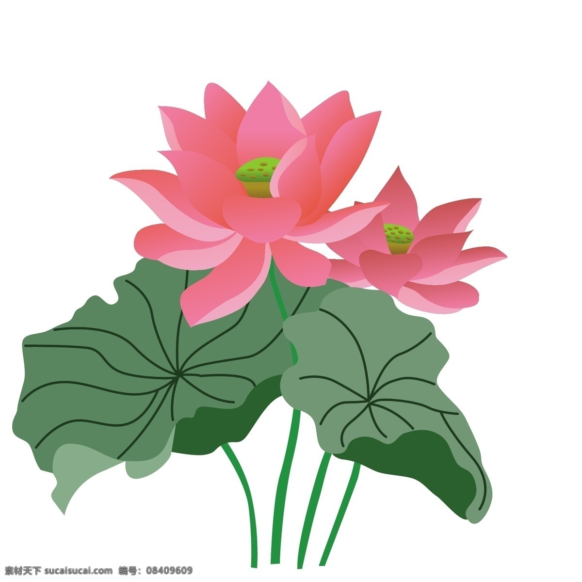 荷花 荷叶 花卉 矢量 元素 手绘花 夏季
