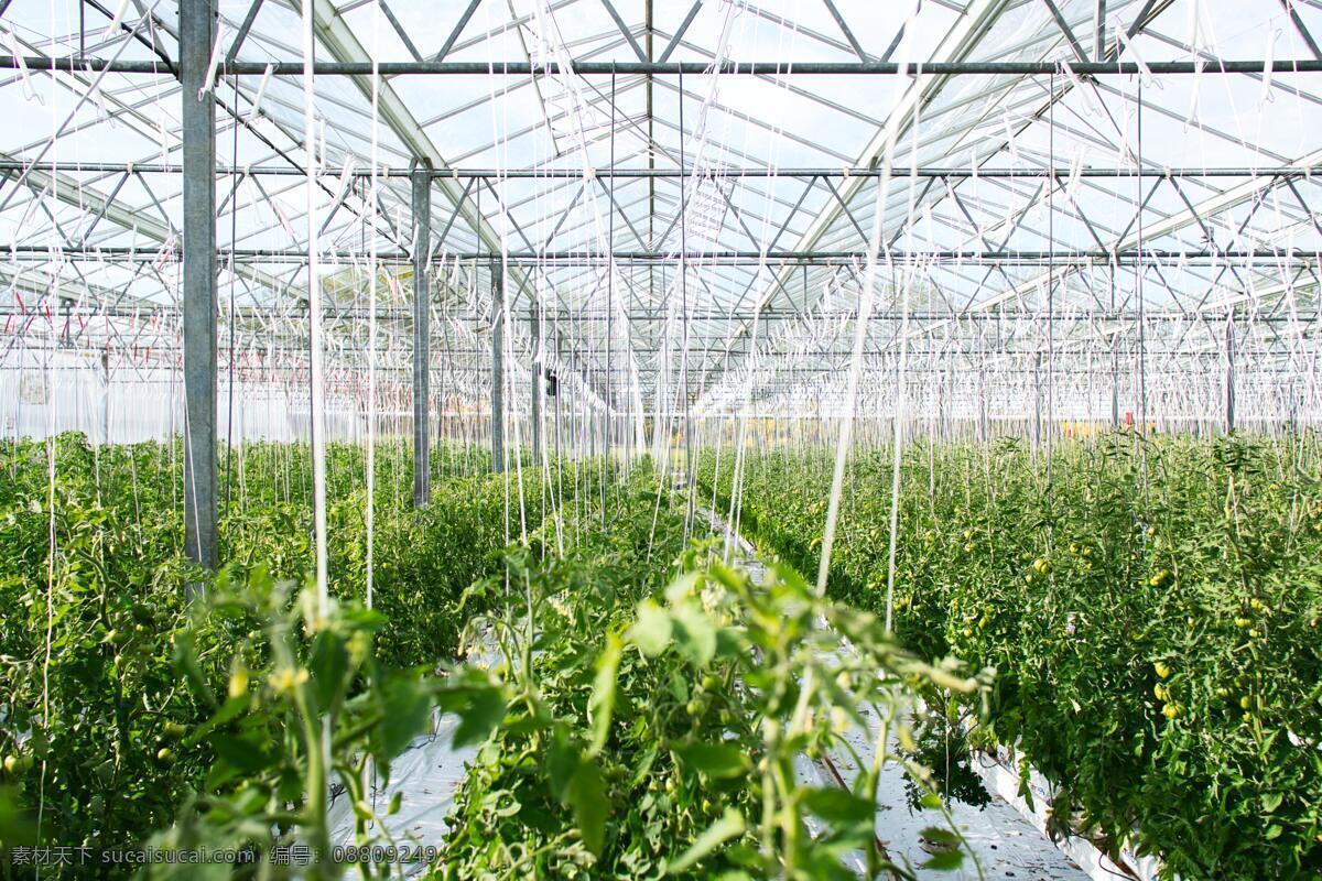 农业 生态 科技 现代化 大棚 农业大棚 生态大棚 玻璃温室 现代化大棚 农业科技 绿色 现代科技 农业生产