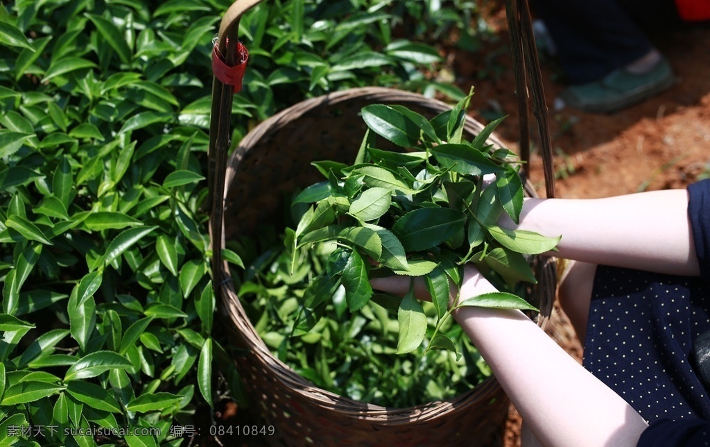 武夷岩茶 茶叶 茶山 茶青 茶 叶子 岩茶 正岩茶山 自然景观 自然风景