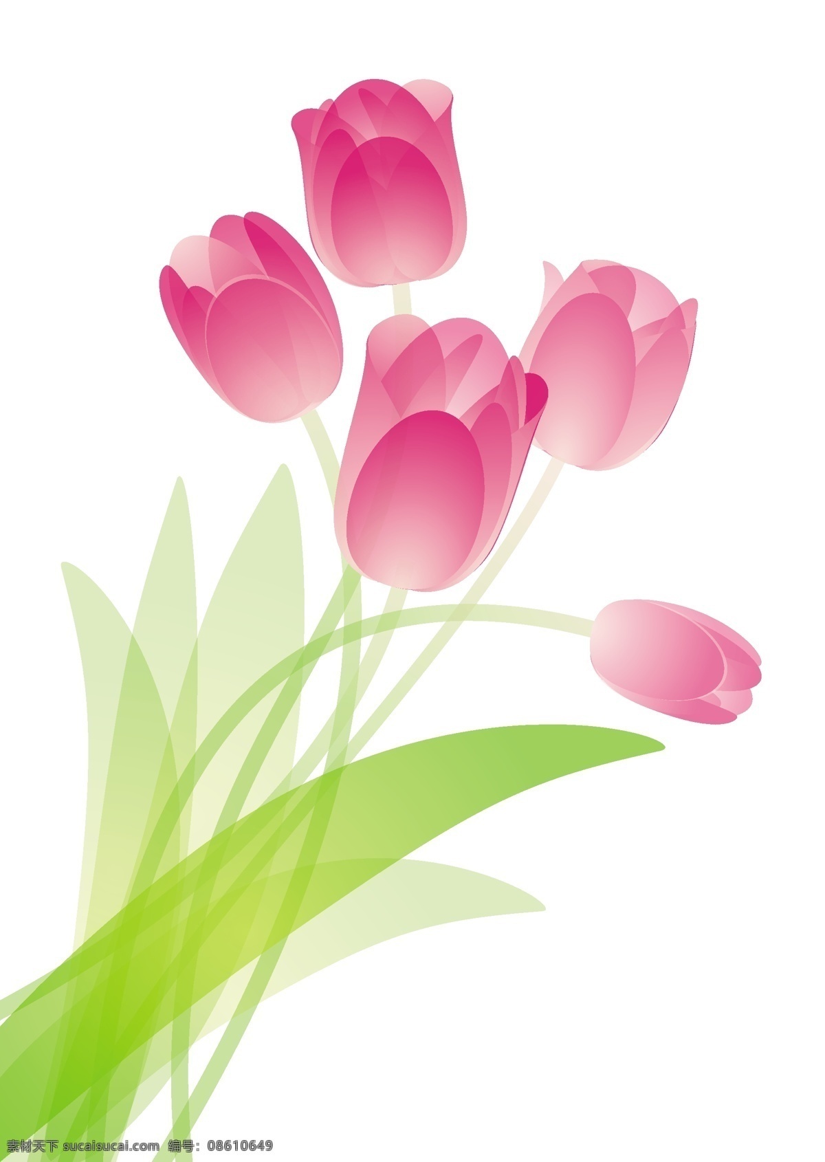 粉红色 郁金香 花束 向量 白色