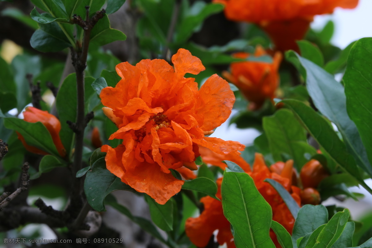 石榴花 石榴 观赏花卉 花骨朵 花草 花儿 花朵 花卉 植物 园林绿化 绿化景观 花卉大观园 生物世界