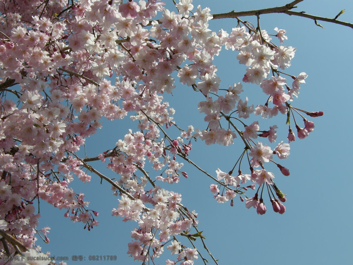 樱花 恋歌 樱花背景 樱花标志 樱花底纹 樱花树 樱花图片 樱花恋歌 樱花的图片 樱花草 樱花节 风景 生活 旅游餐饮