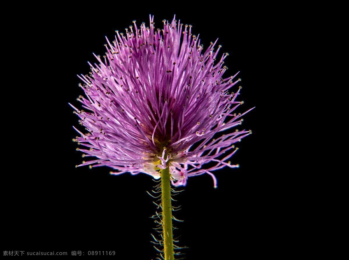 花 花草 花草素材 花卉 花儿 绿化景观 装饰画 背景 花卉大观园 生物世界 摄影图片