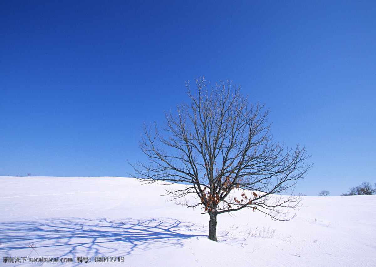 雪地 里 颗 树 自然 风景 书 天空 空旷 白云 一个树 安静 花草树木 生物世界