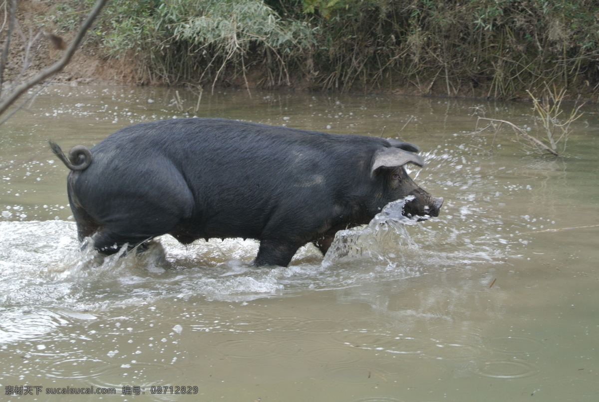 黑毛猪 猪 黑猪 黑猪水里 猪在水里 猪过水 猪水花 家畜 生物世界 家禽家畜