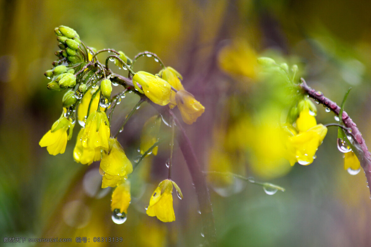 菜花 红菜苔 黄花 春天 雨天 雨水 水珠 花草 生物世界