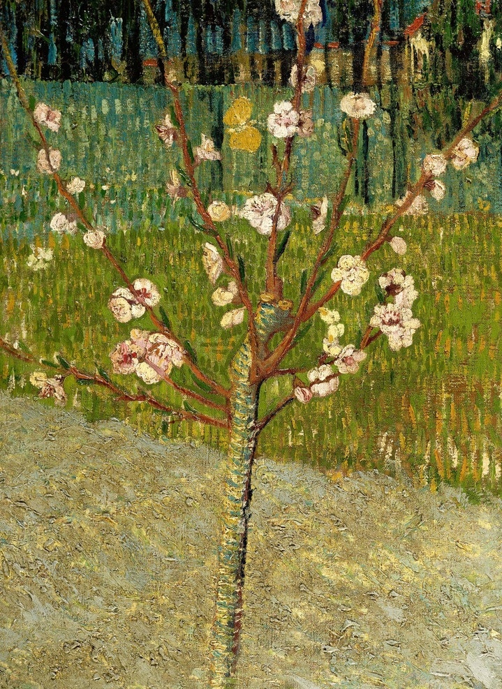 梵高作品 梵高 杏仁树开花 杏仁 荷兰画家 花卉 景观艺术 自然 后印象派 梵高博物馆 树 文森特凡高 绘画书法 文化艺术