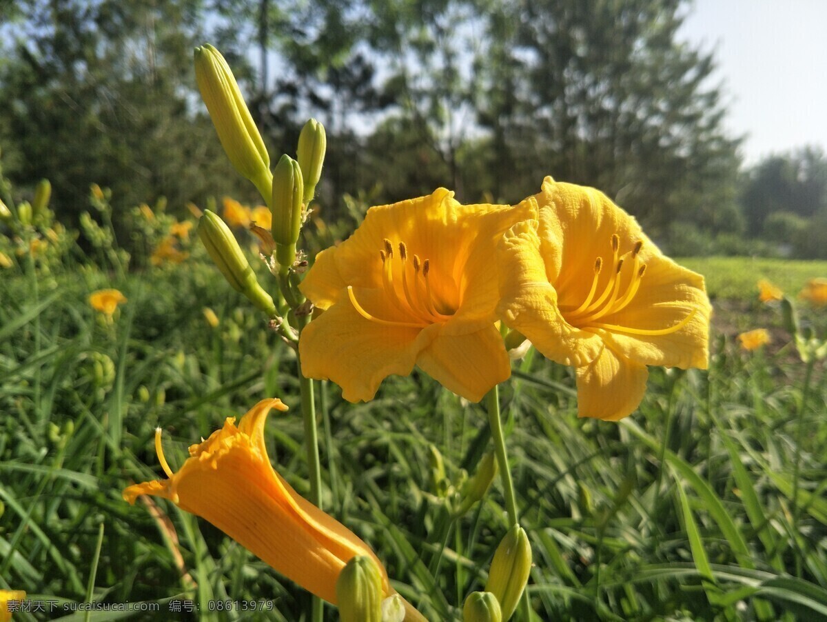 金娃娃花 花朵 鲜花 盛开 开放 绿叶 叶子 黄色 生物世界 花草