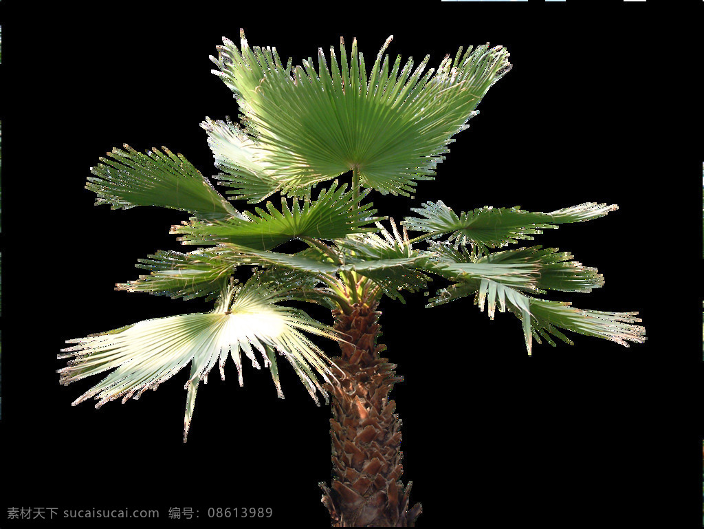生机 十足 绿色植物 椰子树 产品 实物 热带植物 绿植 树木 产品实物