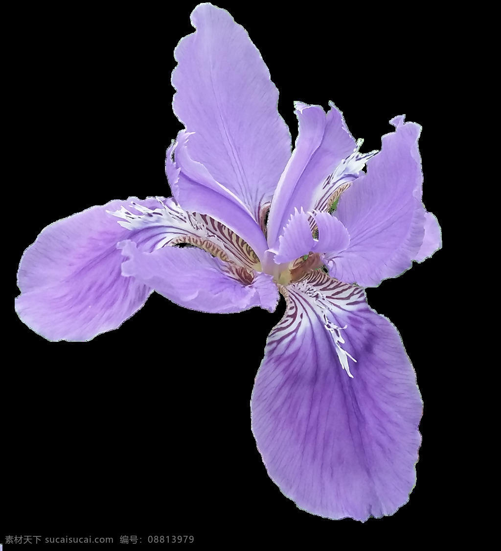 鸢尾花 花朵 透明 iris 自媒体 紫色 生物世界 花草