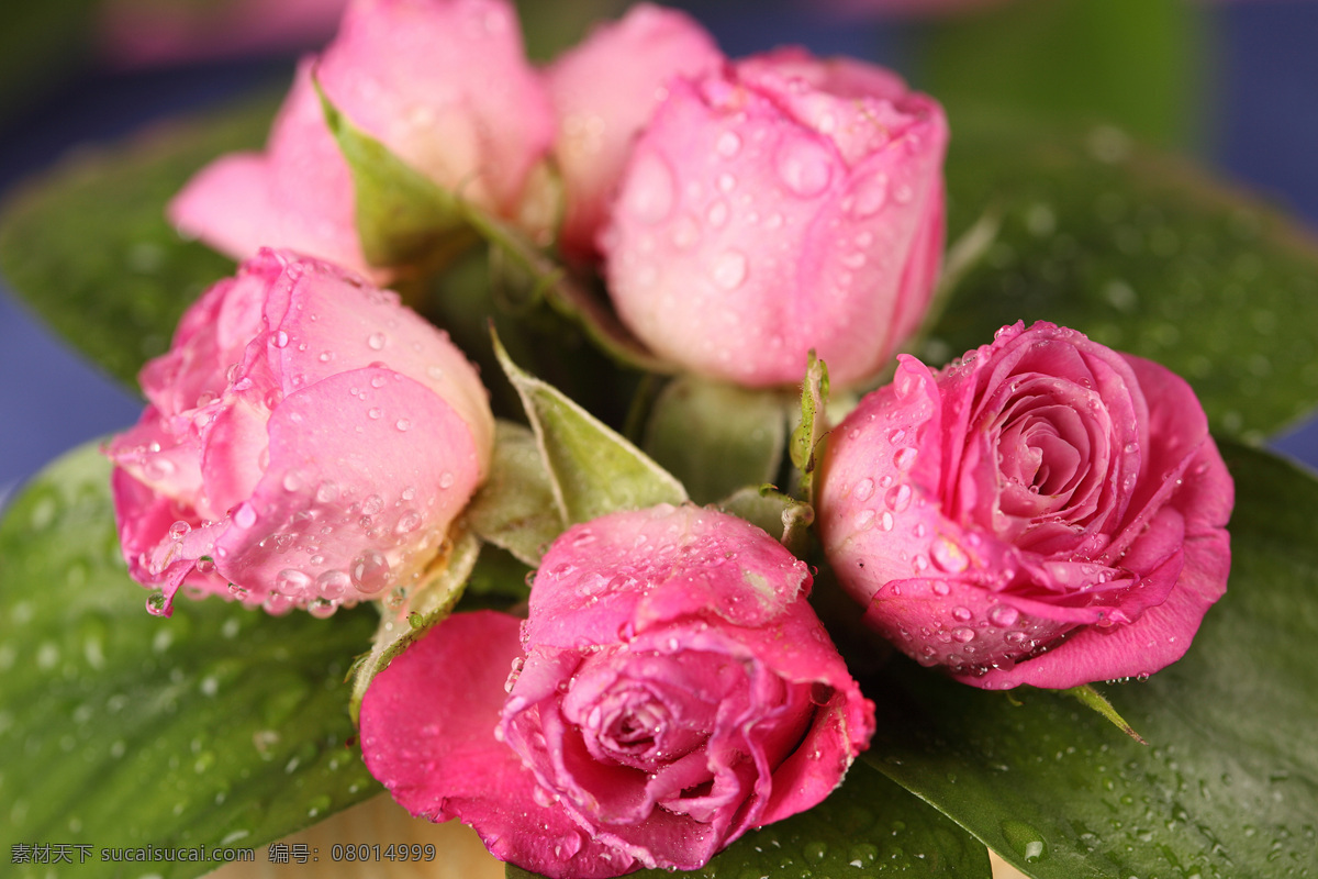 沾满 水珠 玫瑰花 鲜花 花朵 花卉 花草树木 生物世界 粉色