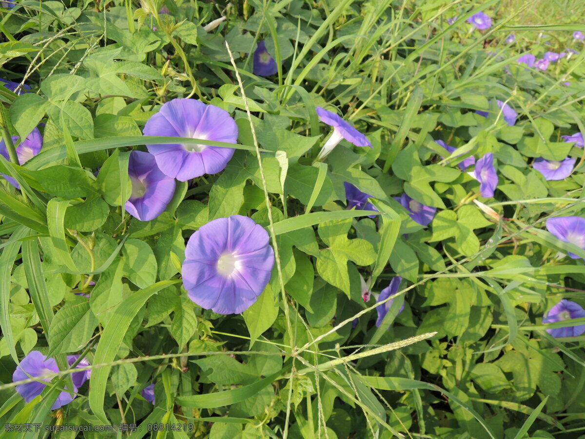 牵牛花 夕颜 晨早牵牛花 太阳光 花草 生物世界