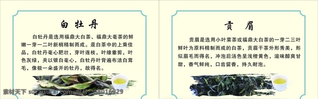 白茶简介 白茶 介绍 简介 福鼎白茶 贡眉 寿眉 福鼎老白茶 新工艺茶 原创共享