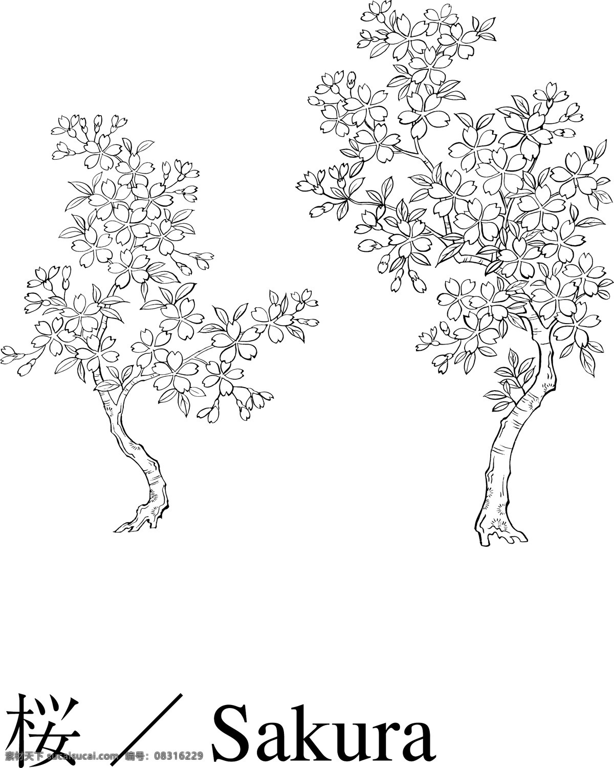 樱桃树 樱花 矢量花 花 花儿 矢量花朵 花素材 花朵素材 花朵 多彩花 花瓣 花瓣背景 花瓣底图 叶子 多彩花朵 漂亮花朵 美丽花朵 大花 图案花 鲜艳的花 素描花 鲜花 矢量花12 生物世界 花草 白色