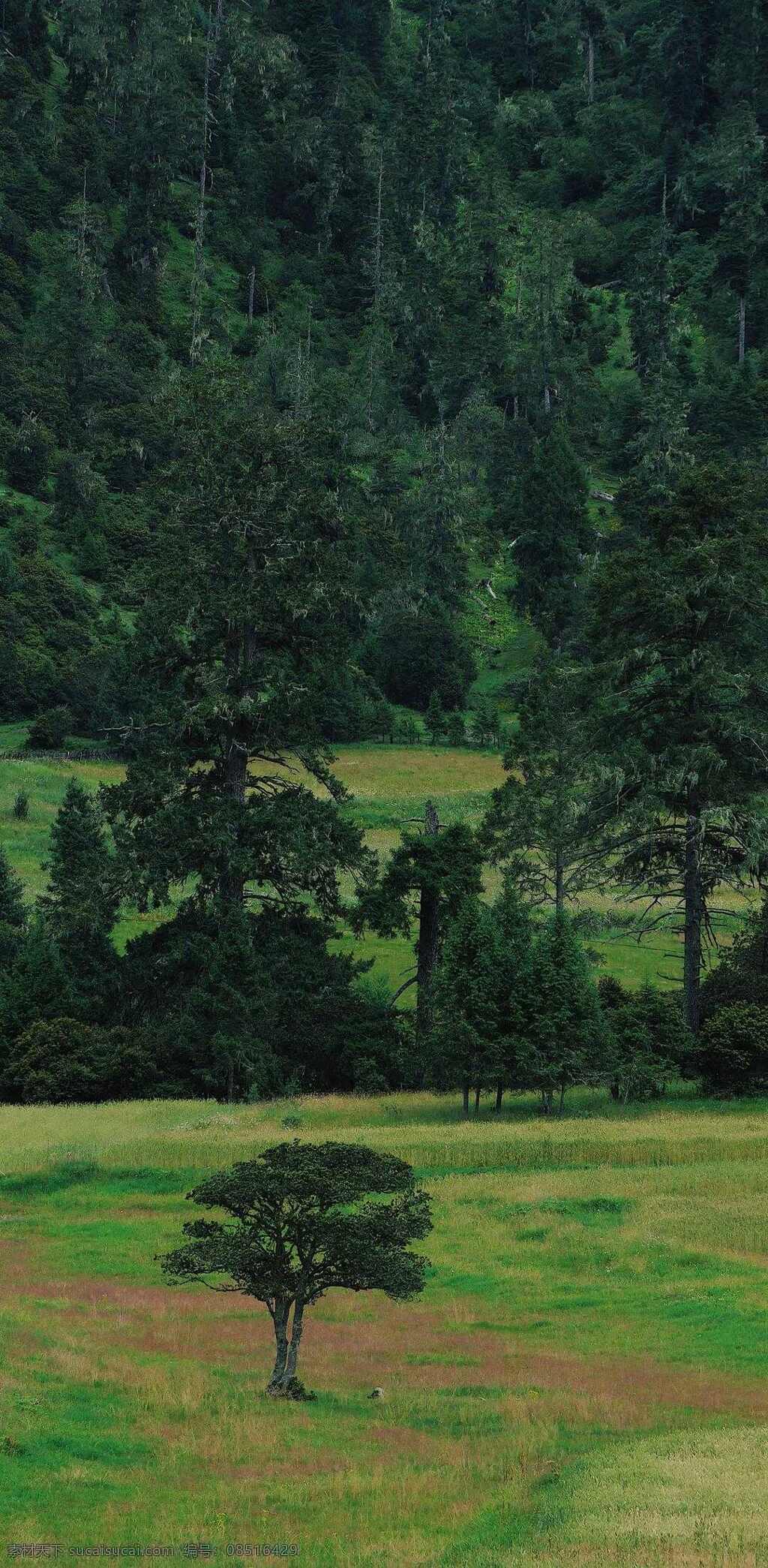 树林 树 绿树叶 绿树 植物 森林 树干 树枝 树叶 绿叶 大树 植物景观 生物世界 树木树叶