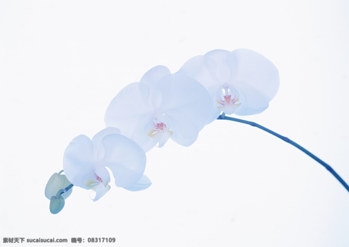 花 攝 影 圖 花卉 花束 摄影图 攝影 攝影圖 紅色 图片库