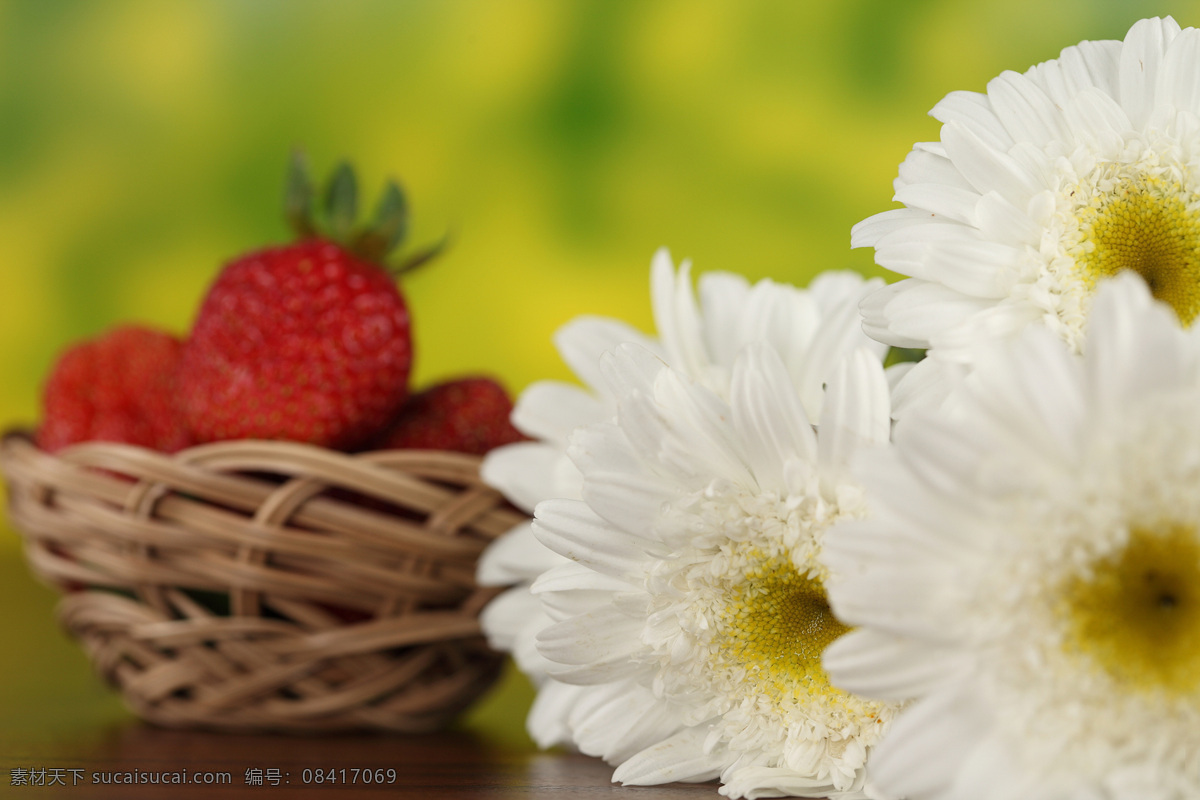 黄色 菊花 草莓 花朵花卉 美丽花朵 植物花朵 鲜花 花草树木 生物世界