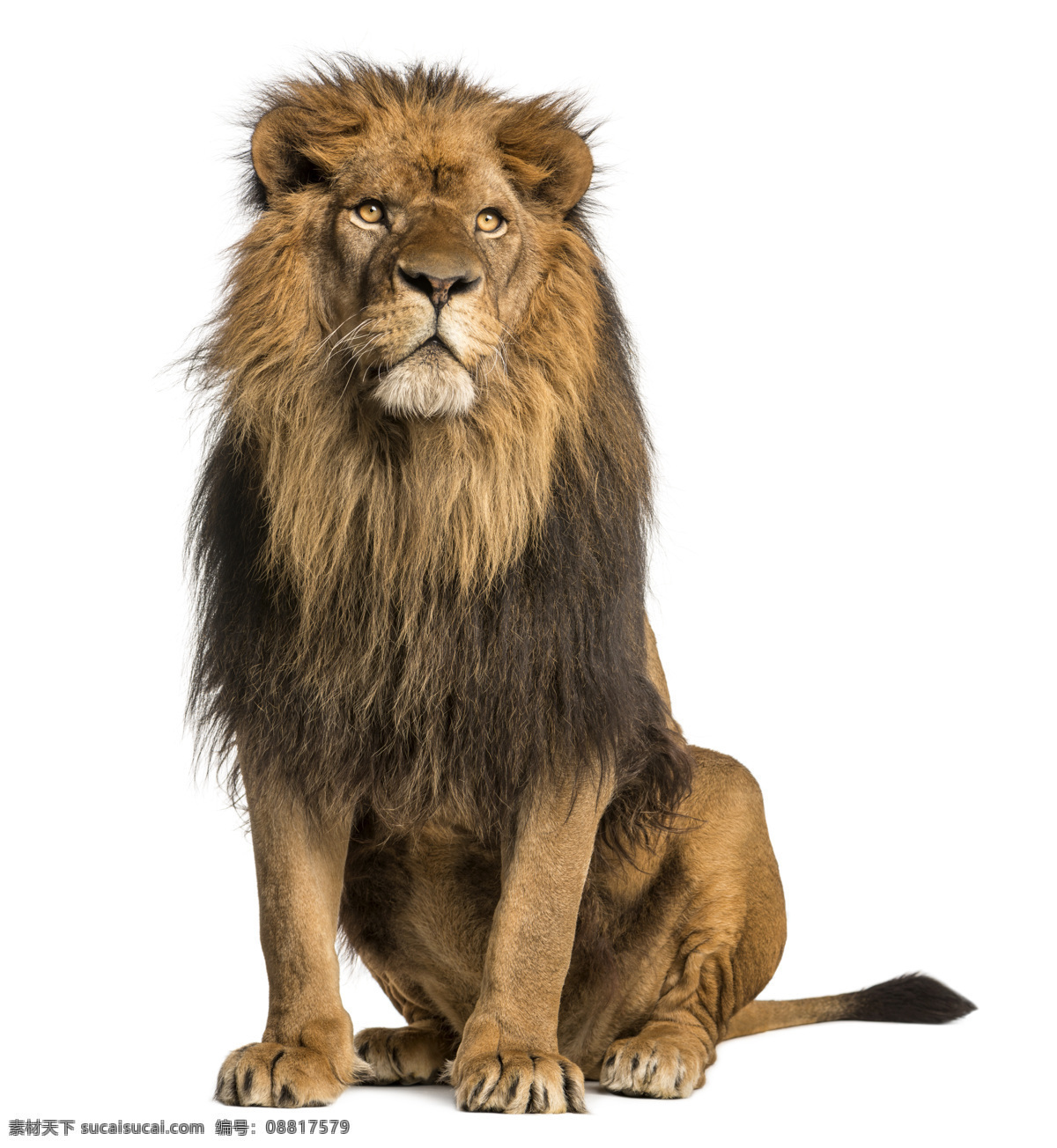 雄狮 狮子 威武 非洲狮 非洲动物 食肉动物 食物链 狮王 猛兽 猫科动物 野生动物 生物世界
