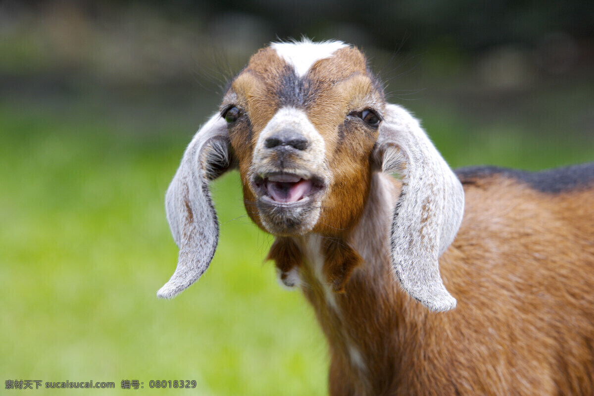 動 物 表情 動物表情 家畜 牛 羊 農場 生物世界