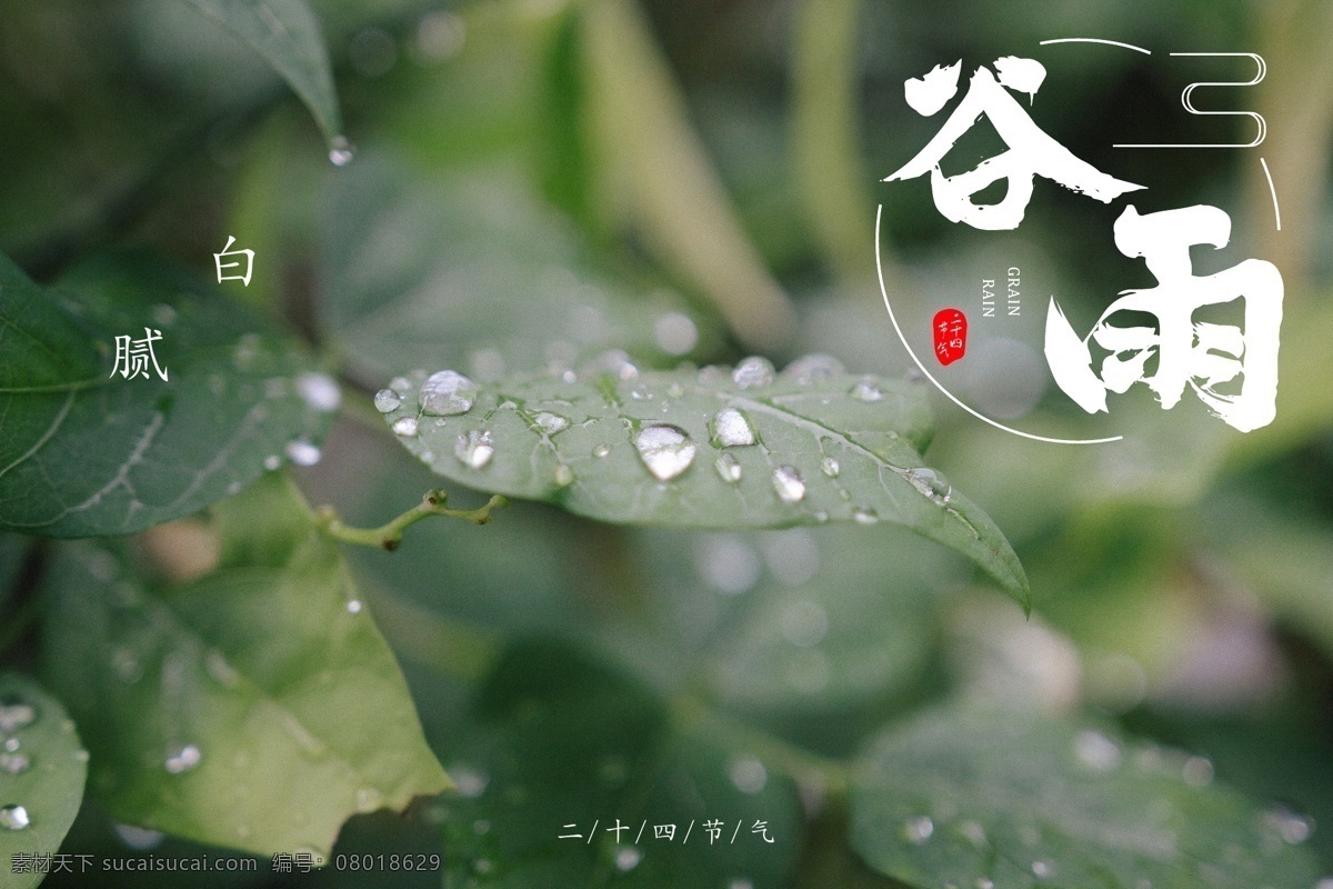 二十四节气 谷雨 24节气 春天 绿色 雨水 传统节气