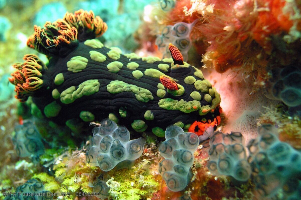 海底世界 珊瑚 海底 大海 海洋 生物世界 海洋生物