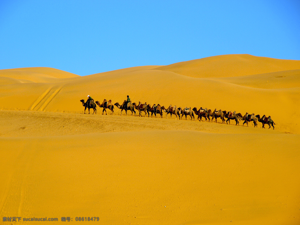 又见沙漠驼队 沙漠 骆驼 驼队 蓝天 金色的沙漠 响沙湾 国内旅游 旅游摄影
