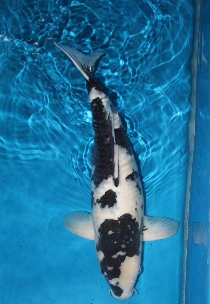 白写锦鲤 白写 锦鲤 日本锦鲤 鱼类 生物世界