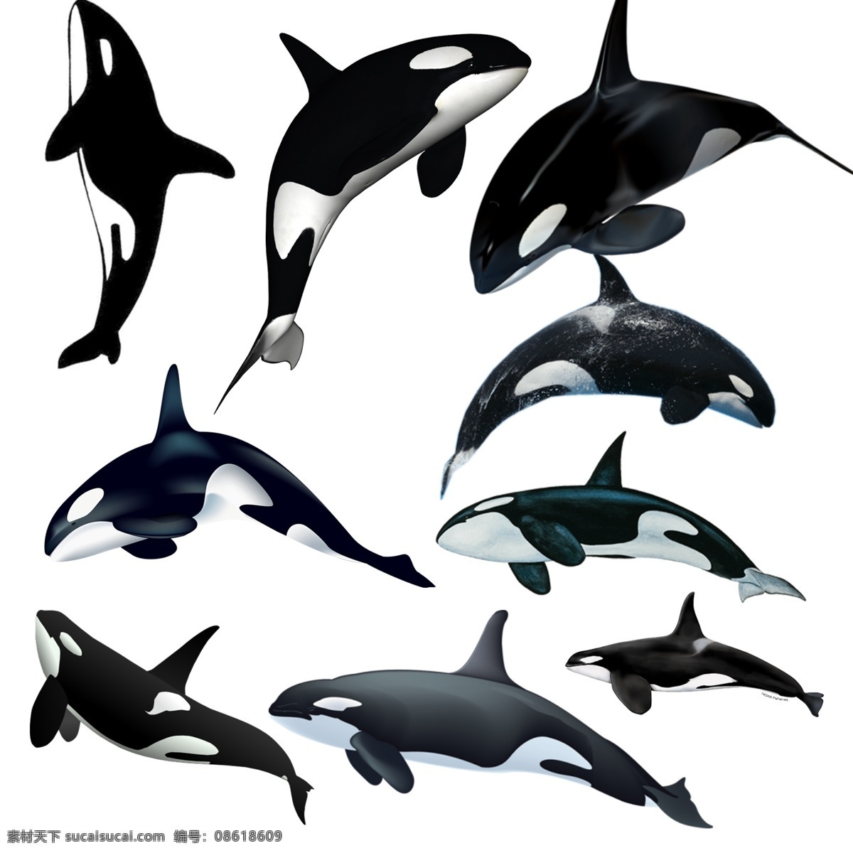 鲸鱼 免 扣 高清 素材图片 鲸鱼png 文件 鲸鱼免扣素材 鲸鱼素材 生物世界 野生动物