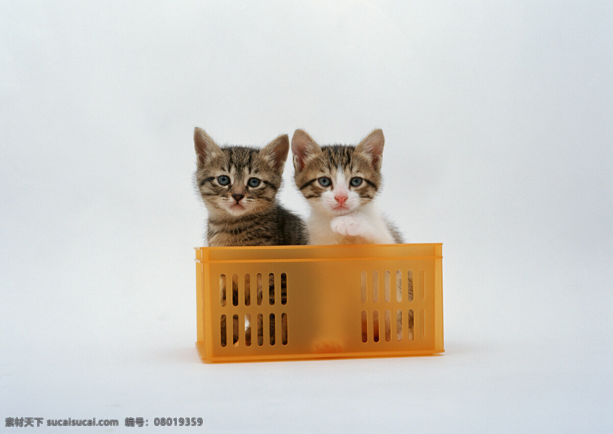 篮子 里 两 只 花猫 小猫 动物摄影 宠物 猫 可爱的猫 家猫 猫咪 小猫图片 家禽家畜 生物世界 猫咪图片