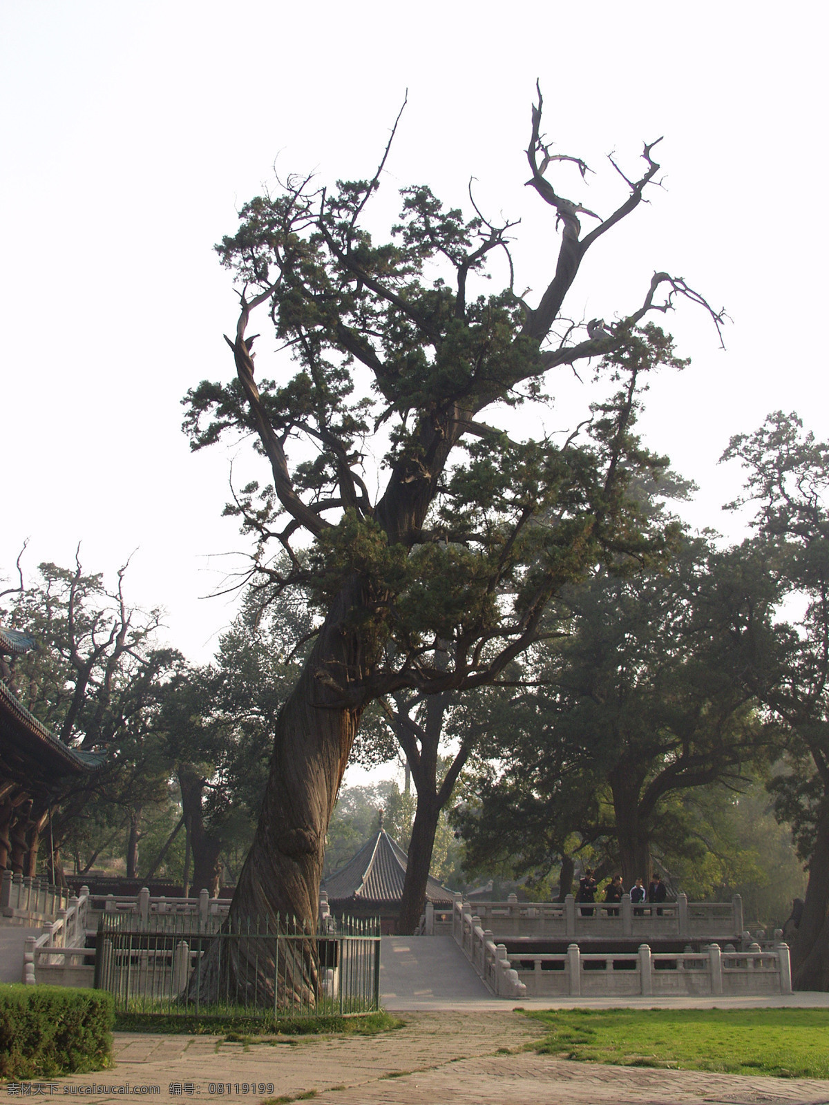 古树 树 柏树 盘绕 老树 古老 枝桠 树木 园林 晋祠 生物世界 树木树叶